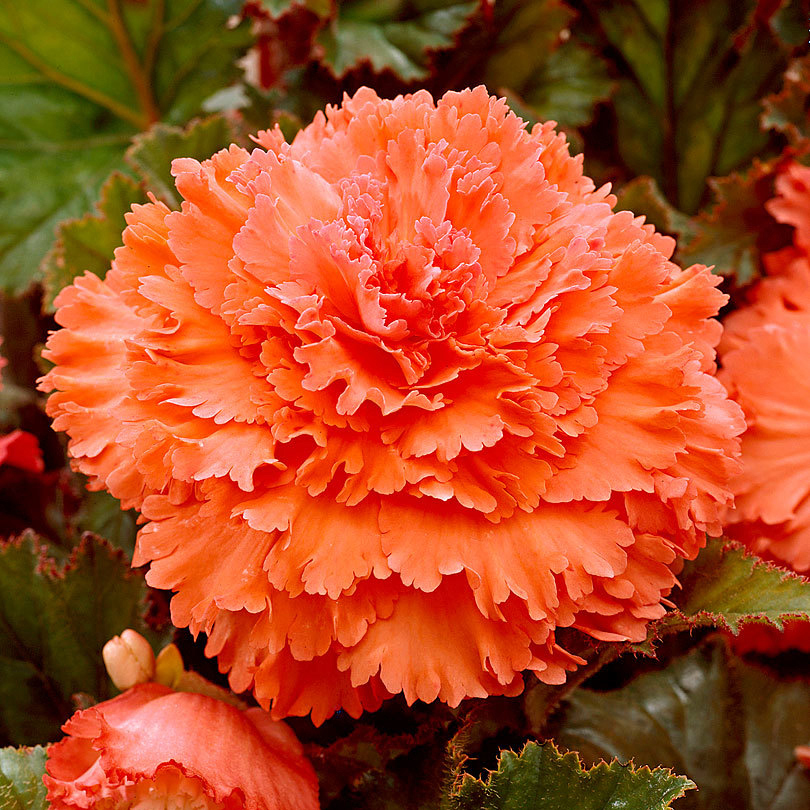 Изображение товара Бегония Geolia «fimbriata Orange», 4х5 см Изображение товара Бегония Geolia «fimbriata Orange», 4х5 см