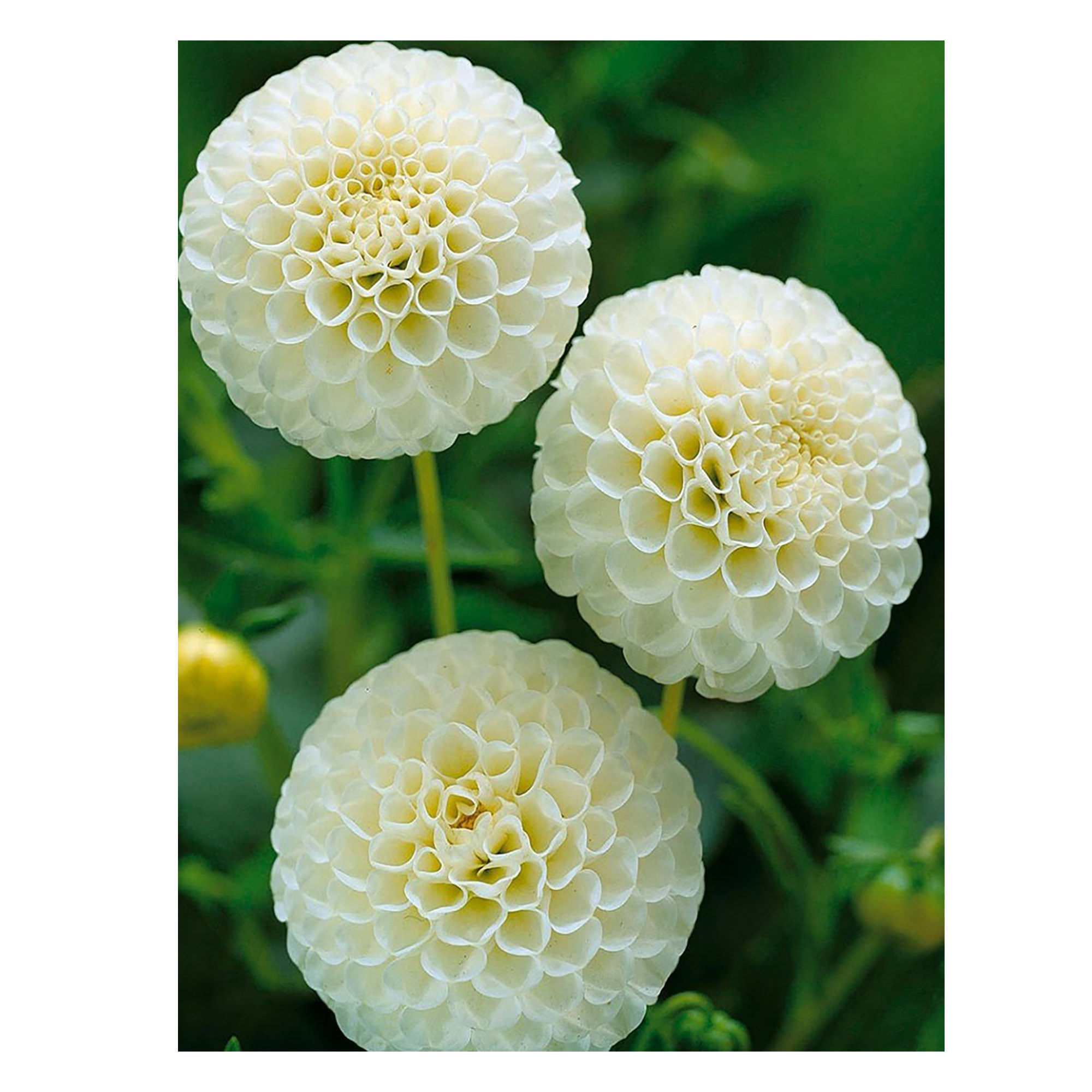Изображение товара Георгина GEOLIA Snowflake I яркая однолетняя луковица для сада