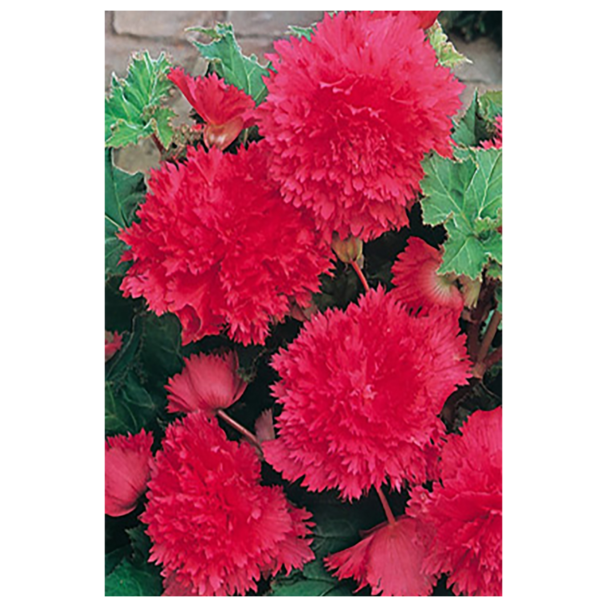 Изображение товара Бегония «fimbriata Pink», 4х5 см