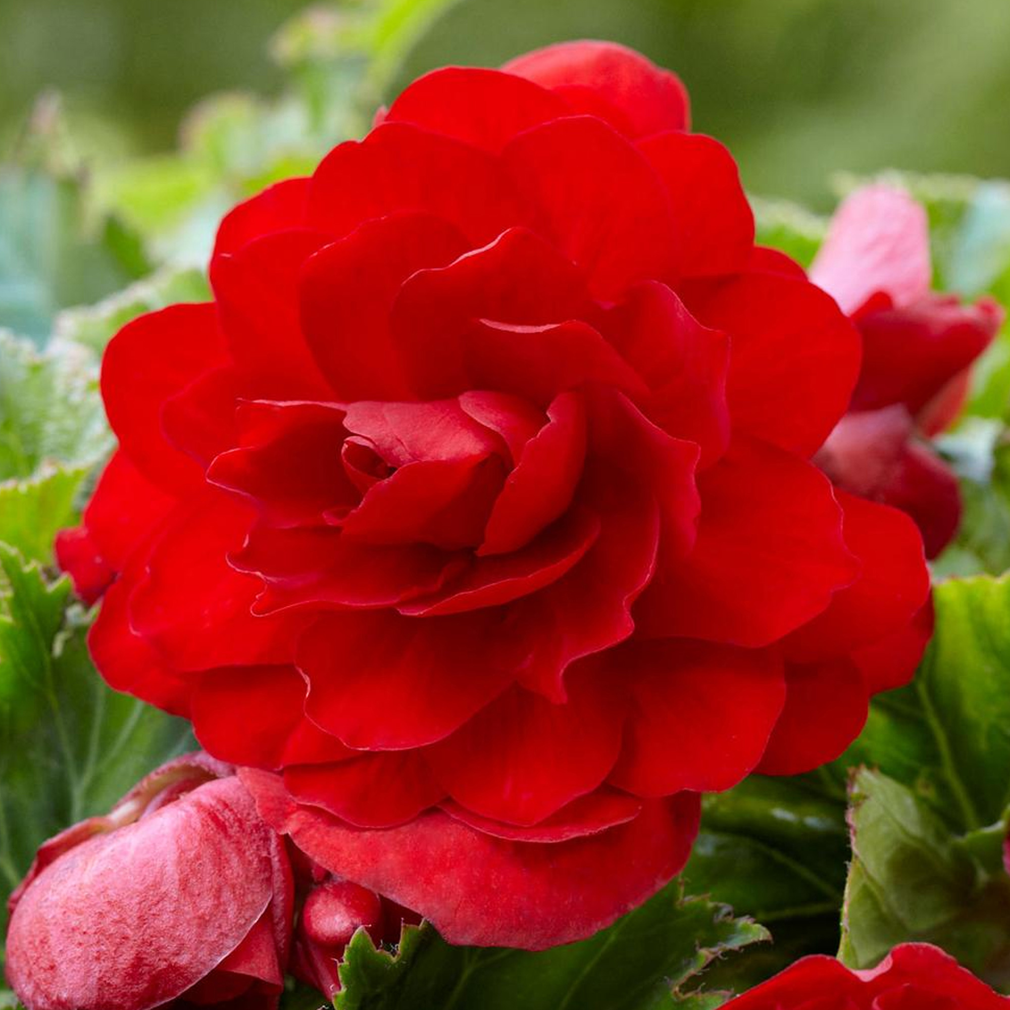 Изображение товара Бегония «cascade Red», 4х5 см