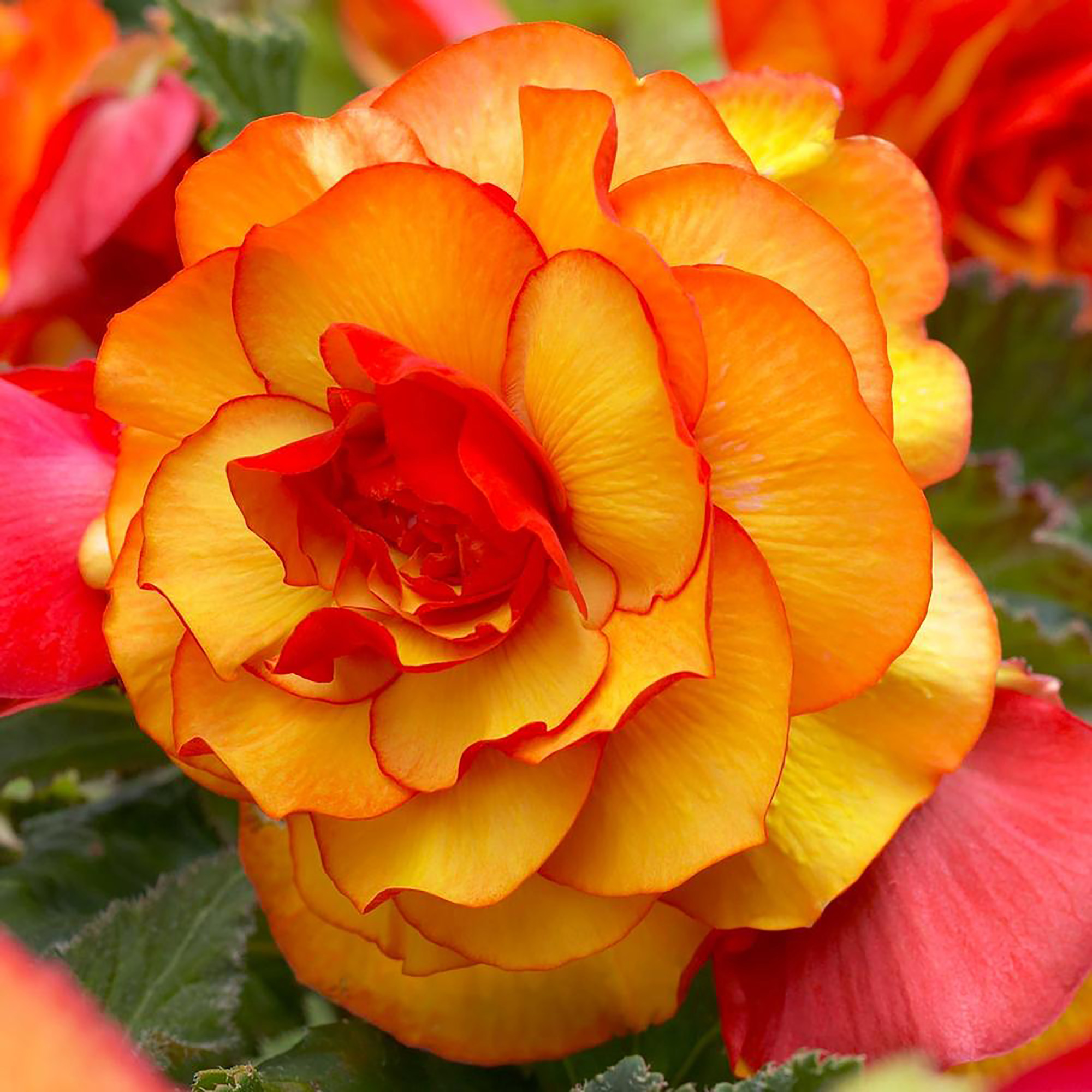 Изображение товара Бегония «picotee Red/Yellow», 5х6 см