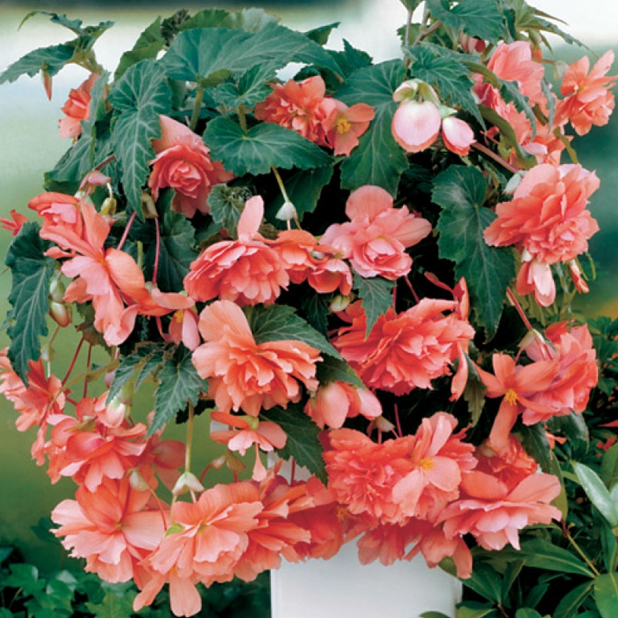 Изображение товара Бегония GEOLIA Cascade Pink 4x5 см — яркое однолетнее растение для сада и дома