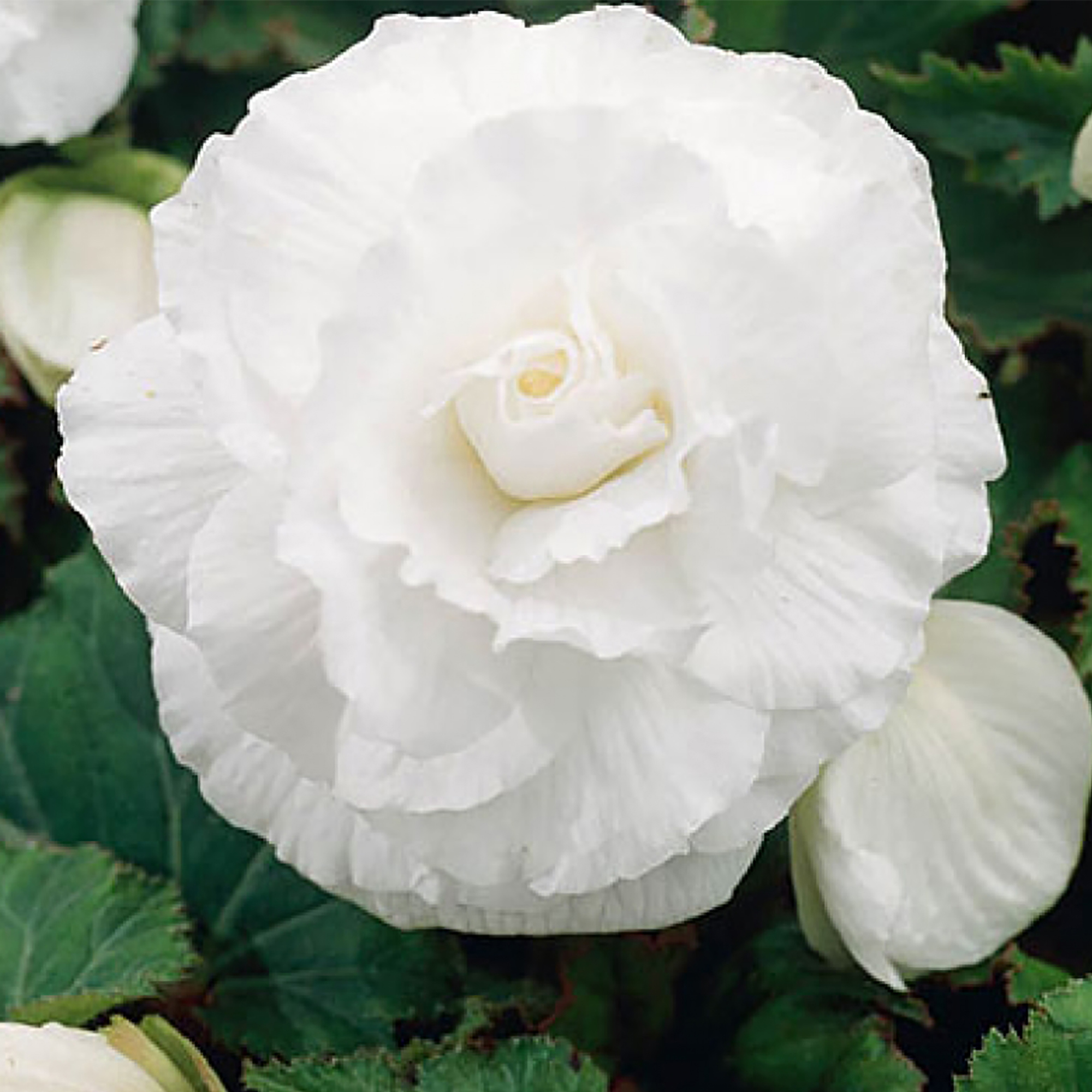 Изображение товара Бегония «double White», 4х5 см