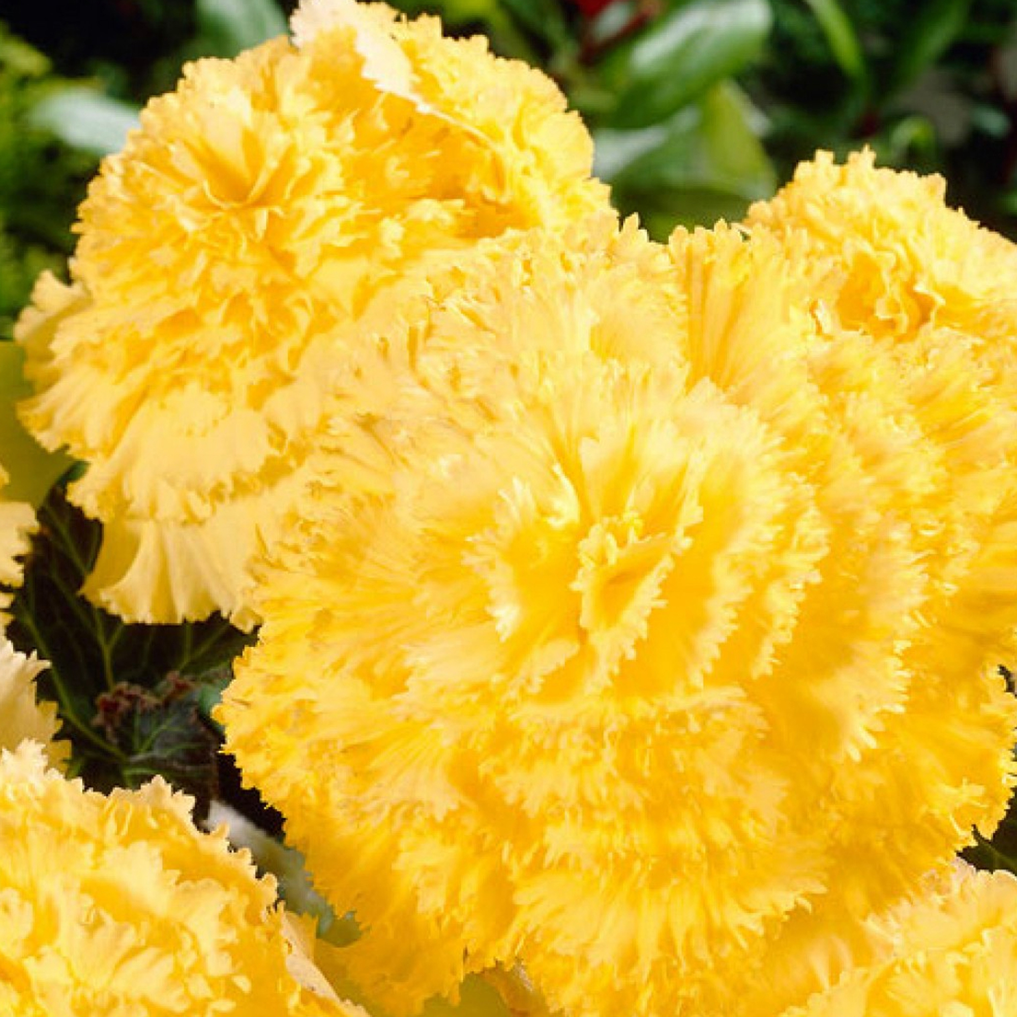 Изображение товара Бегония «Fimbriata Yellow», 4х5 см Изображение товара Бегония «Fimbriata Yellow», 4х5 см