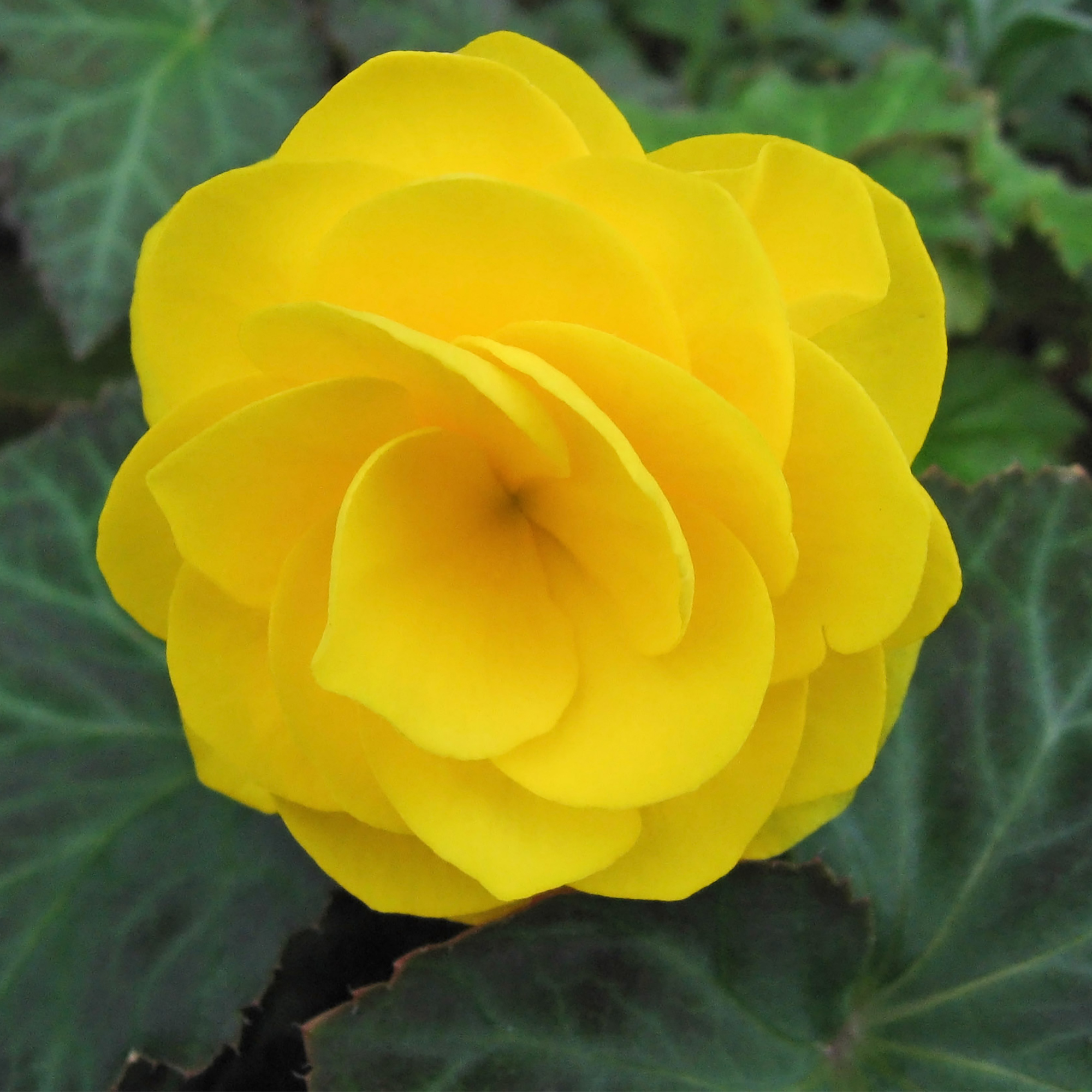 Изображение товара Бегония GEOLIA Double Yellow — яркое однолетнее цветущее растение