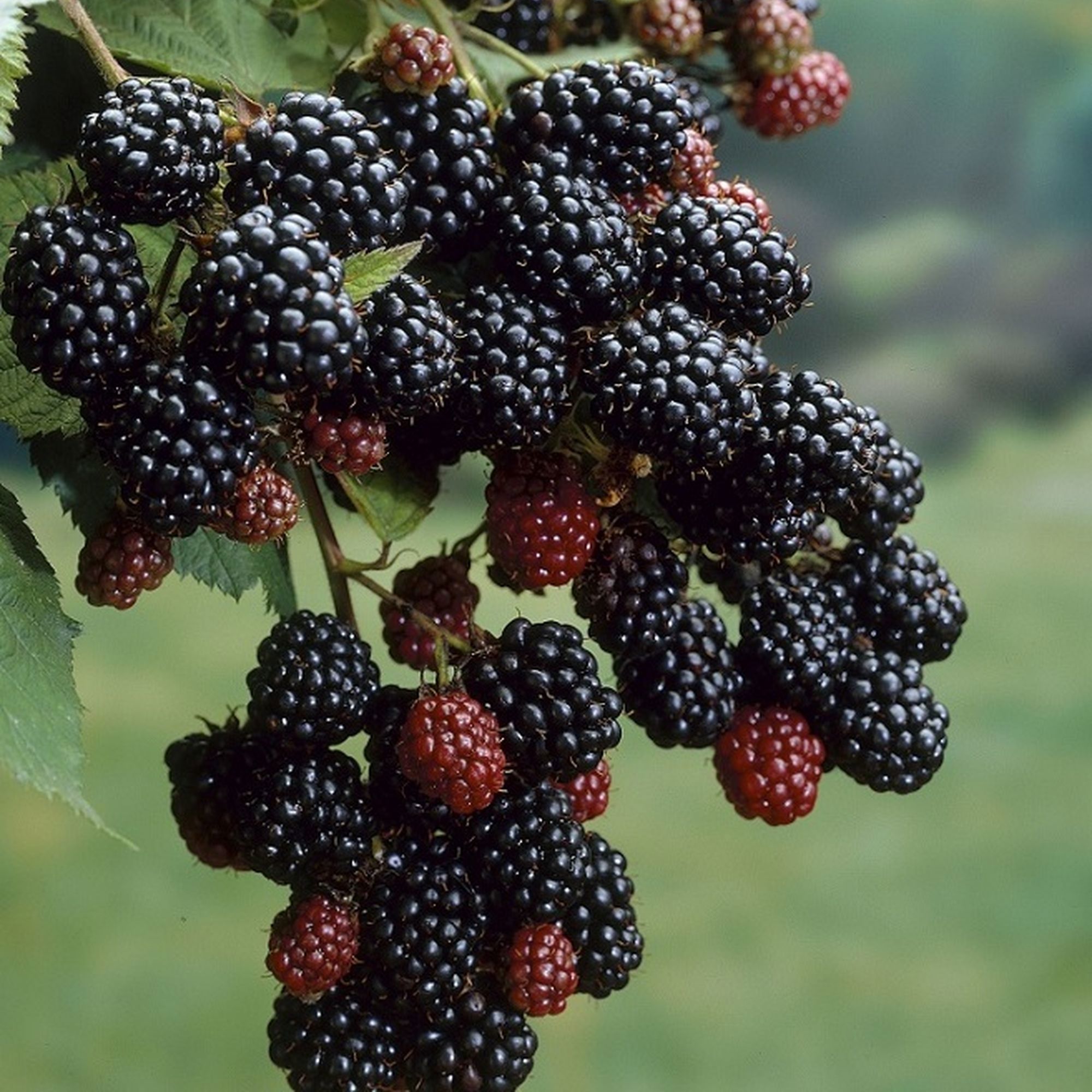 Изображение товара Ежевика Fruticosus (тб 9*9) Изображение товара Ежевика Fruticosus (тб 9*9)