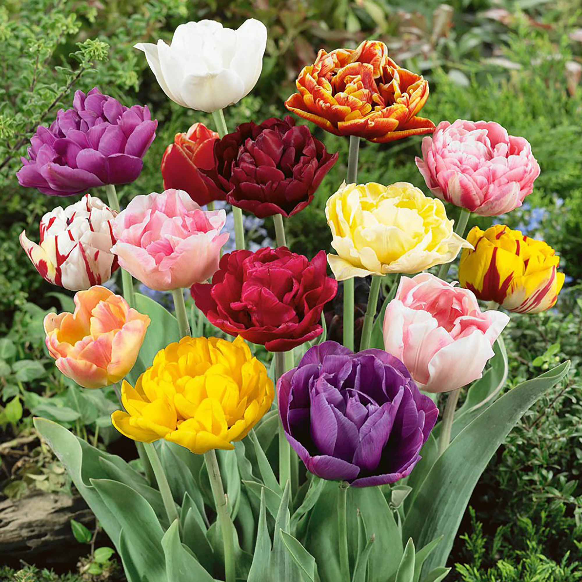 Изображение товара Тюльпан Geolia «Mix-Lilyflow»