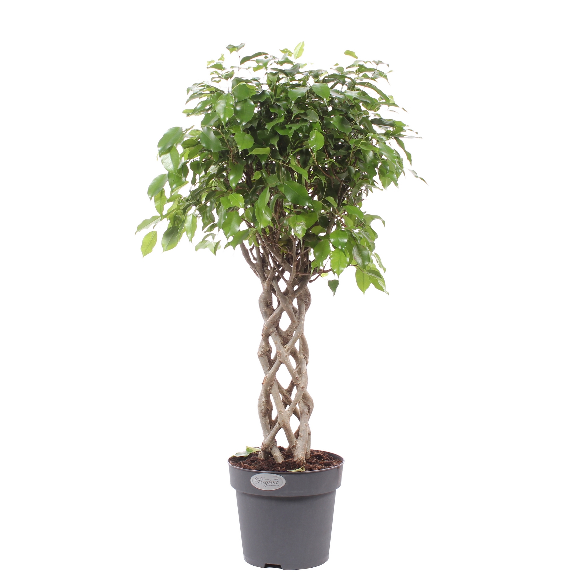 Изображение товара Фикус Экзотика цилиндр Комнатное растение Фикус Экзотика Cylinder