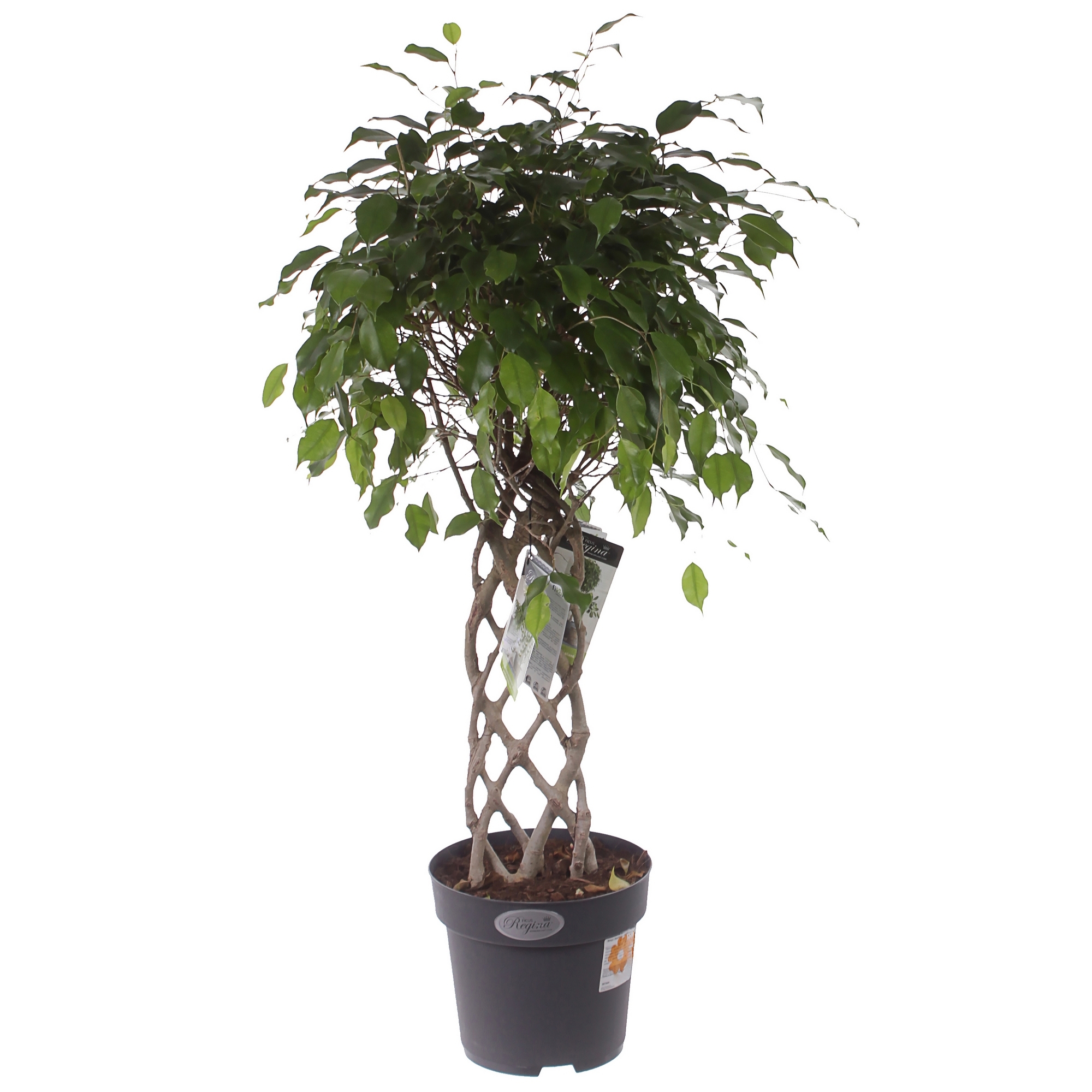 Изображение товара Фикус Экзотика решетка — декоративное комнатное растение 100 см