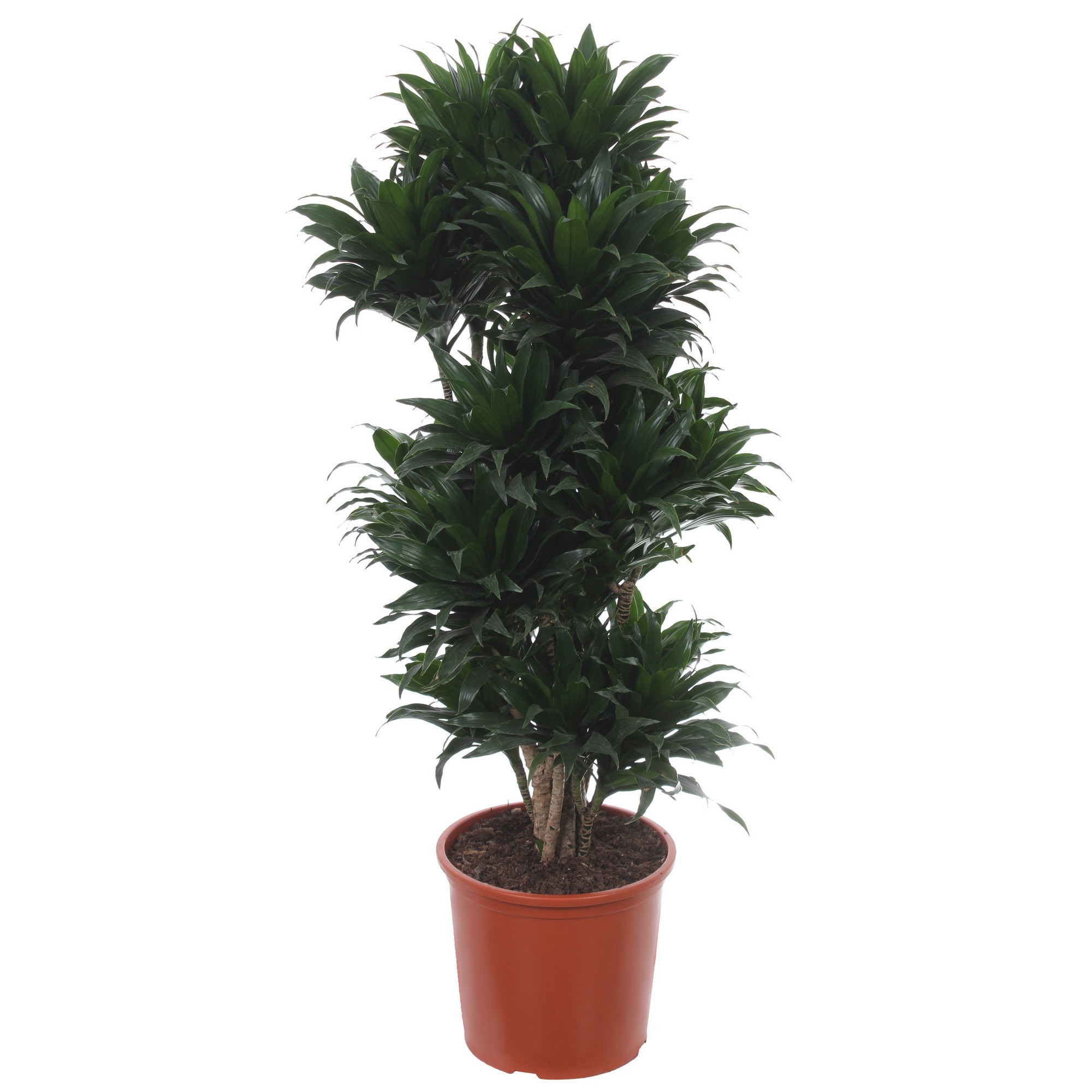 Изображение товара Драцена «Компакта Вертакт» 32x140 см