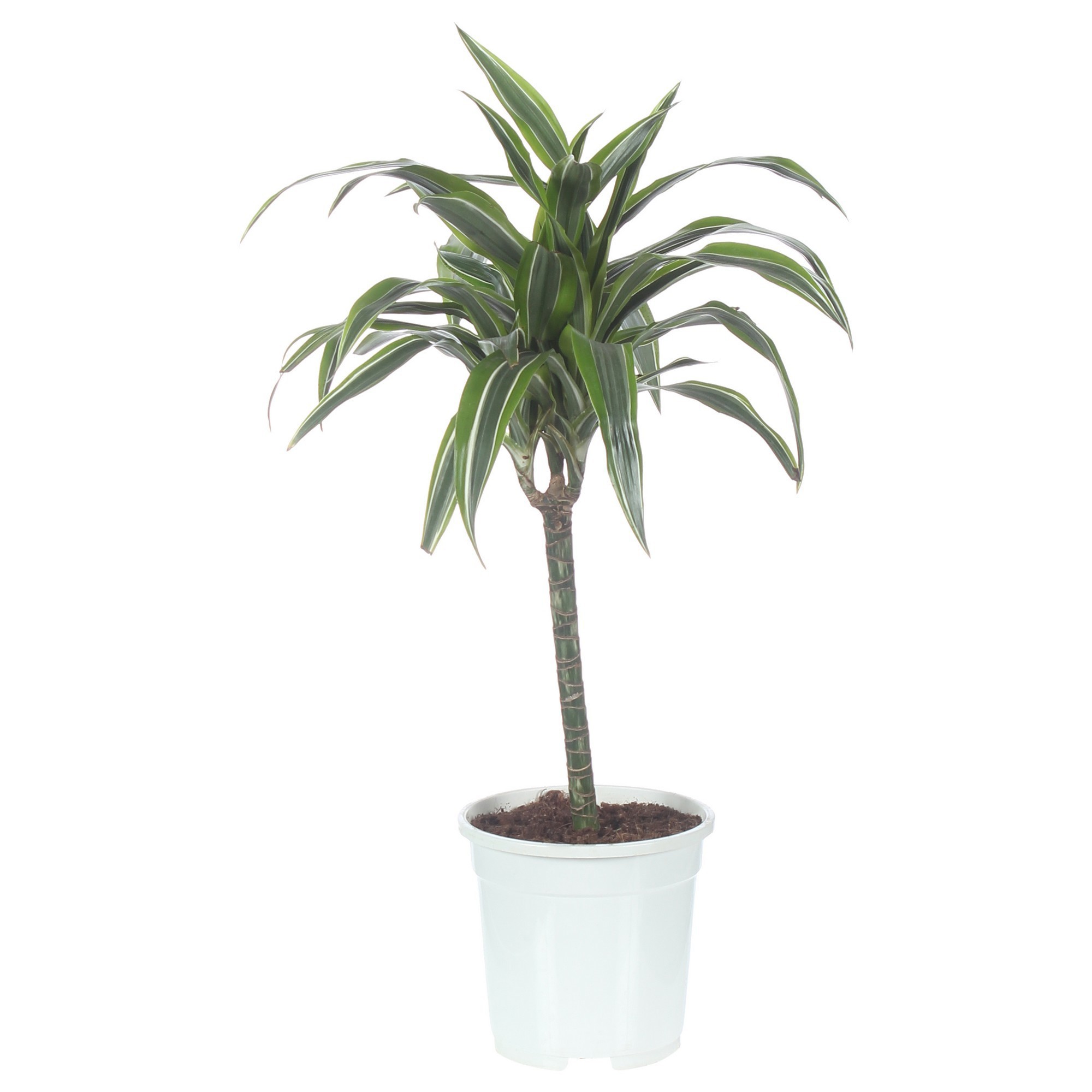 Изображение товара Драцена Лемон Лайм 17х80 см, 2 ствола