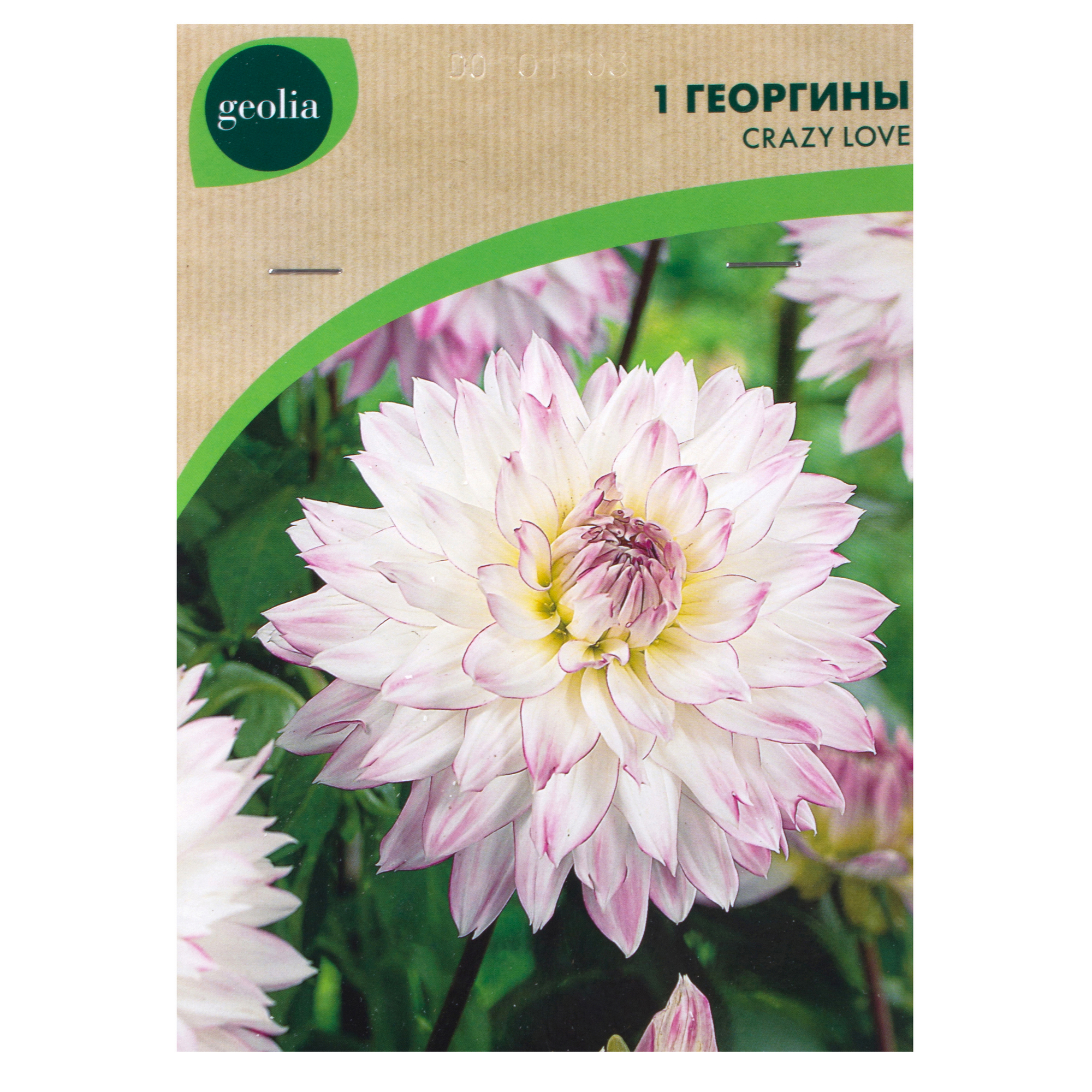 Изображение товара Георгина Geolia «Crazy Love I» Изображение товара Георгина Geolia «Crazy Love I»