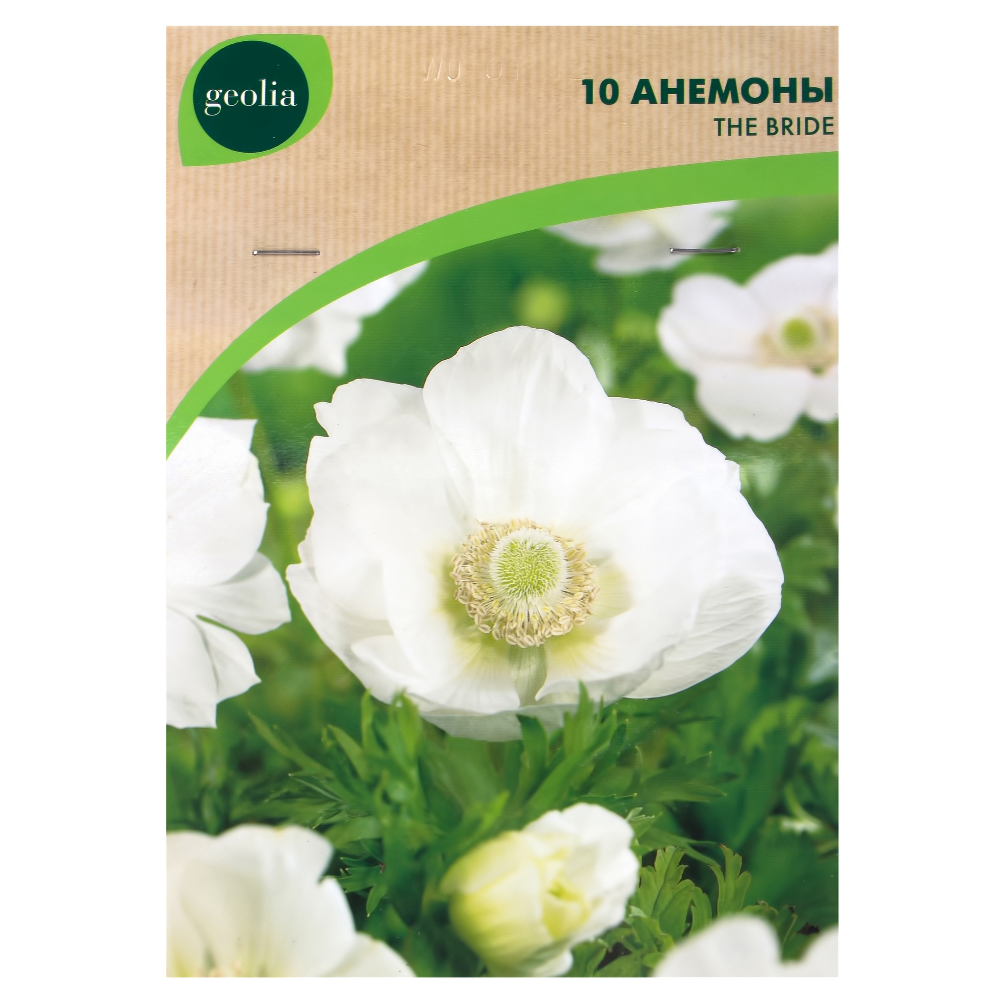 Изображение товара Анемона Geolia «Bride», 5х6 см Изображение товара Анемона Geolia «Bride», 5х6 см