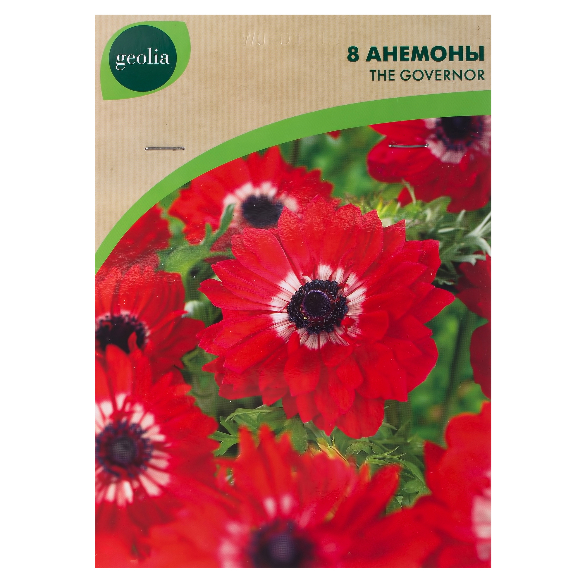 Изображение товара Анемона Geolia «Governor», 5х6 см Изображение товара Анемона Geolia «Governor», 5х6 см