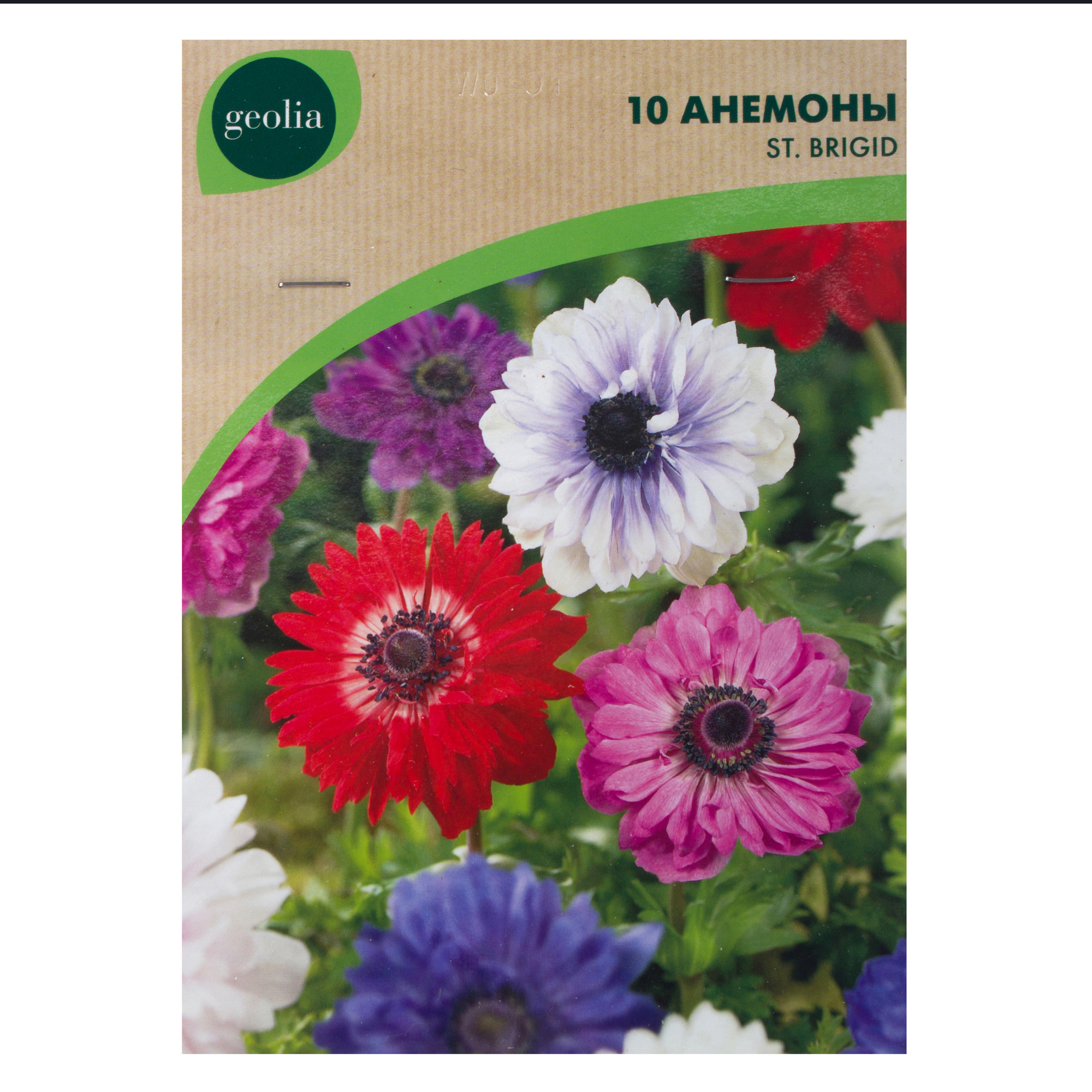 Изображение товара Анемона Geolia «St Brigid», 5х6 см Изображение товара Анемона Geolia «St Brigid», 5х6 см