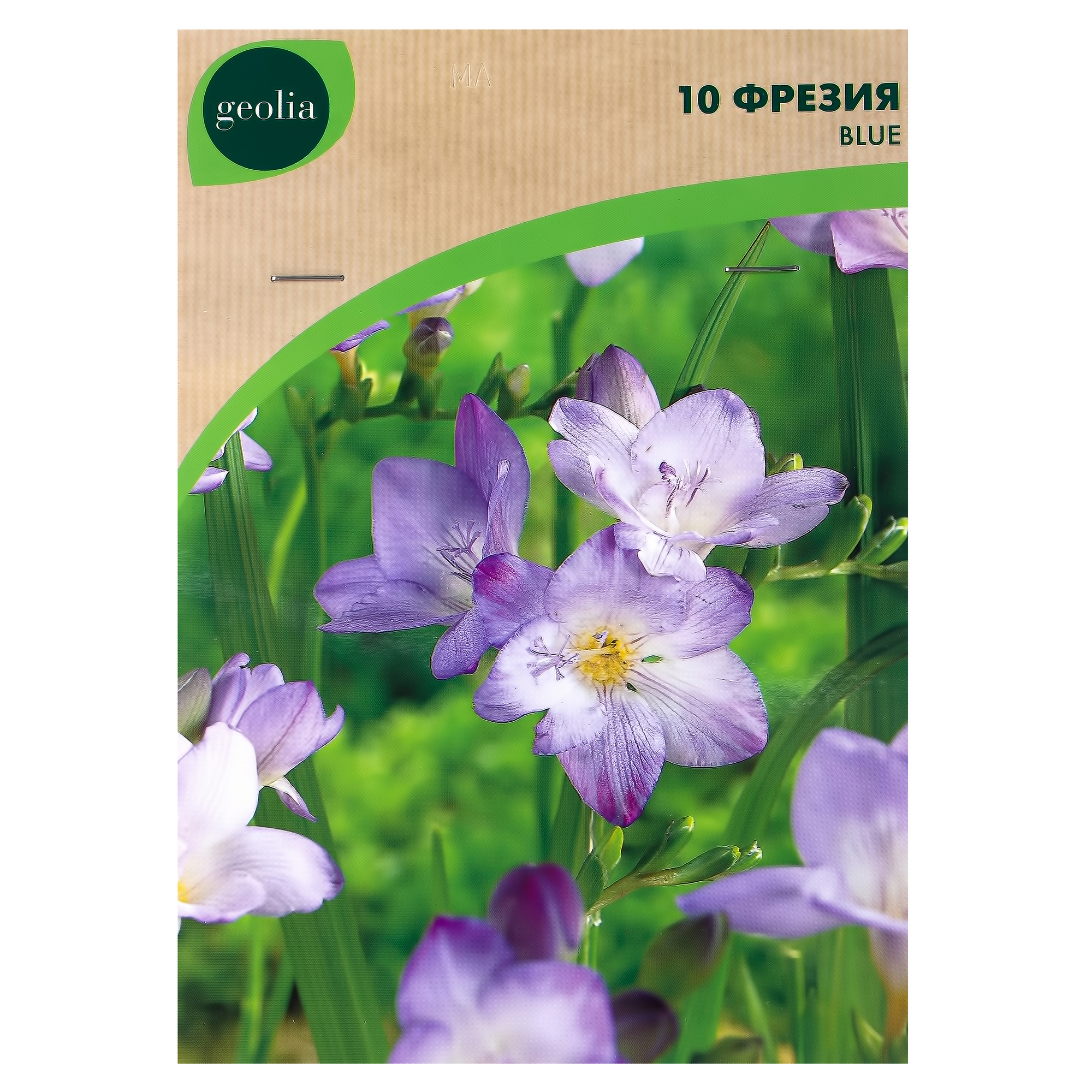 Изображение товара Фрезия Geolia «Single Blue», 5х6 см