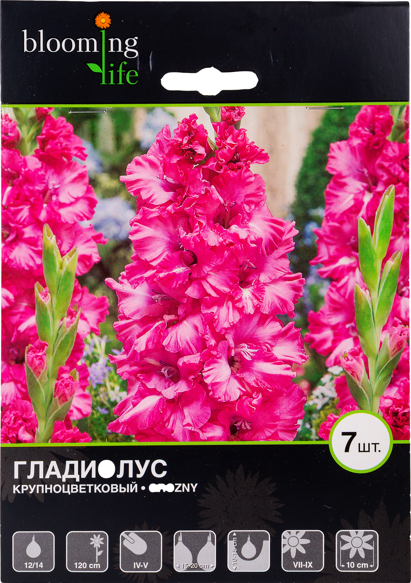 Изображение товара Гладиолус крупноцветковый Грозный 12/14, 7 шт