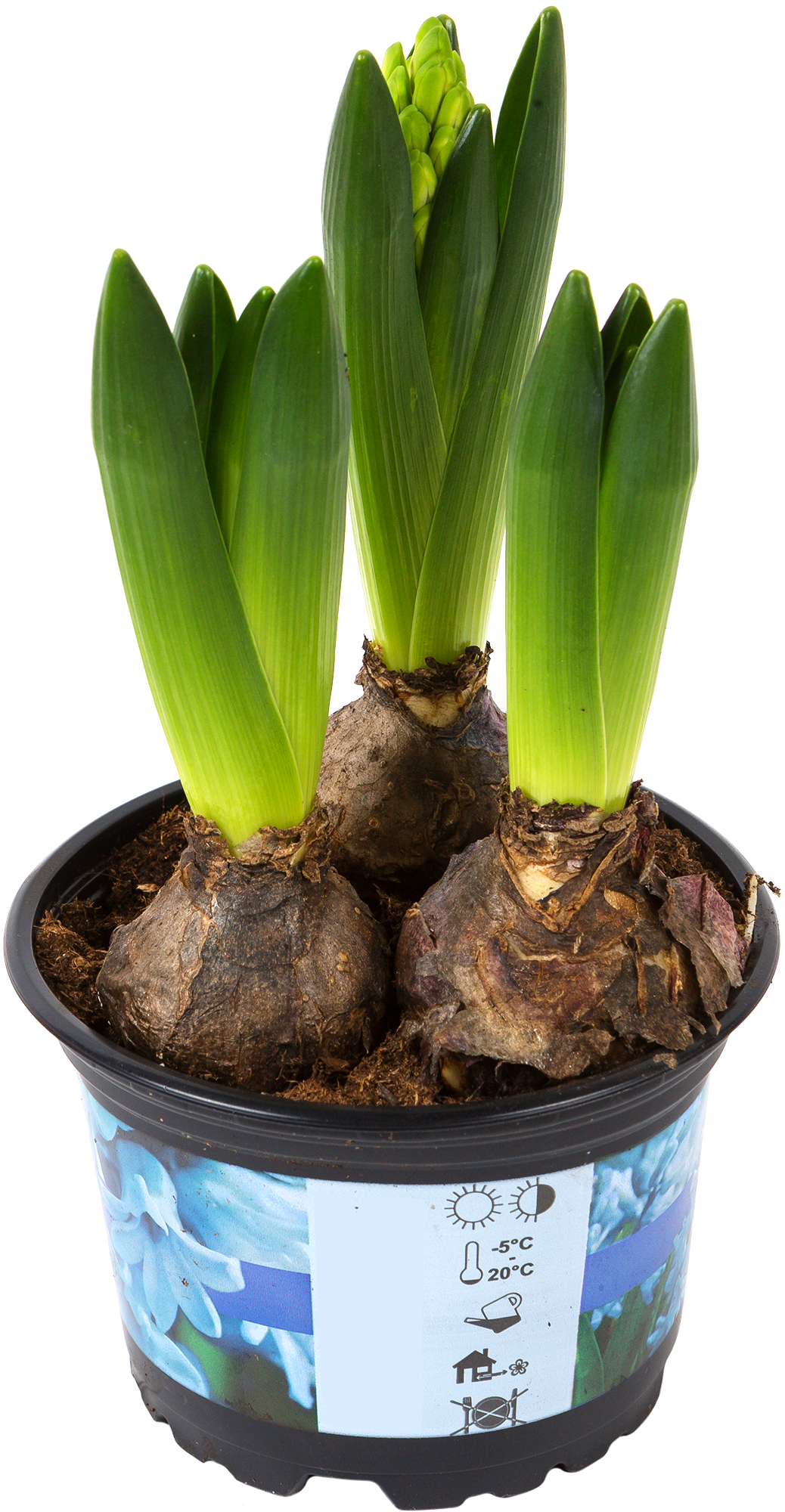 Изображение товара Гиацинт микс 12х15 см, три стрелки