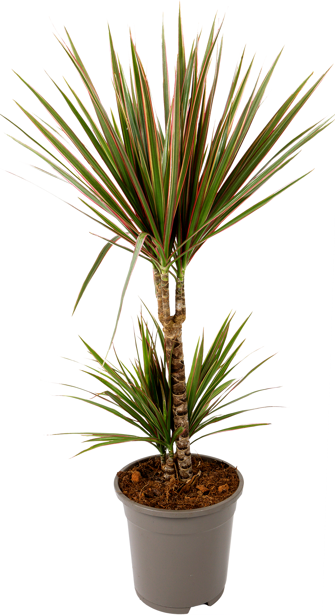 Изображение товара Драцена Маргината Биколор 17х80 см, 2 ствола