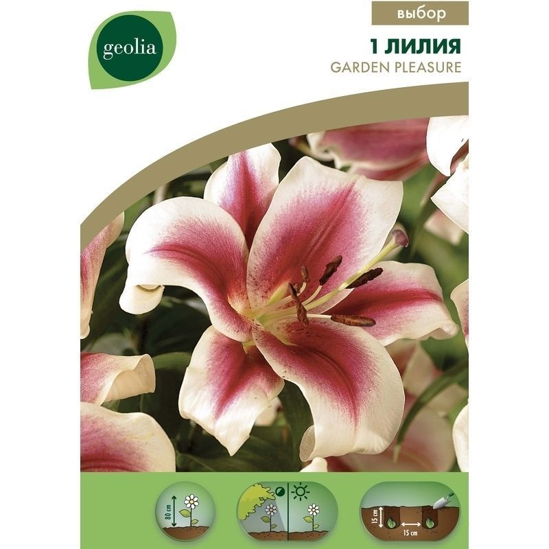 Изображение товара Лилия Garden Pleasure Geolia, 14/16