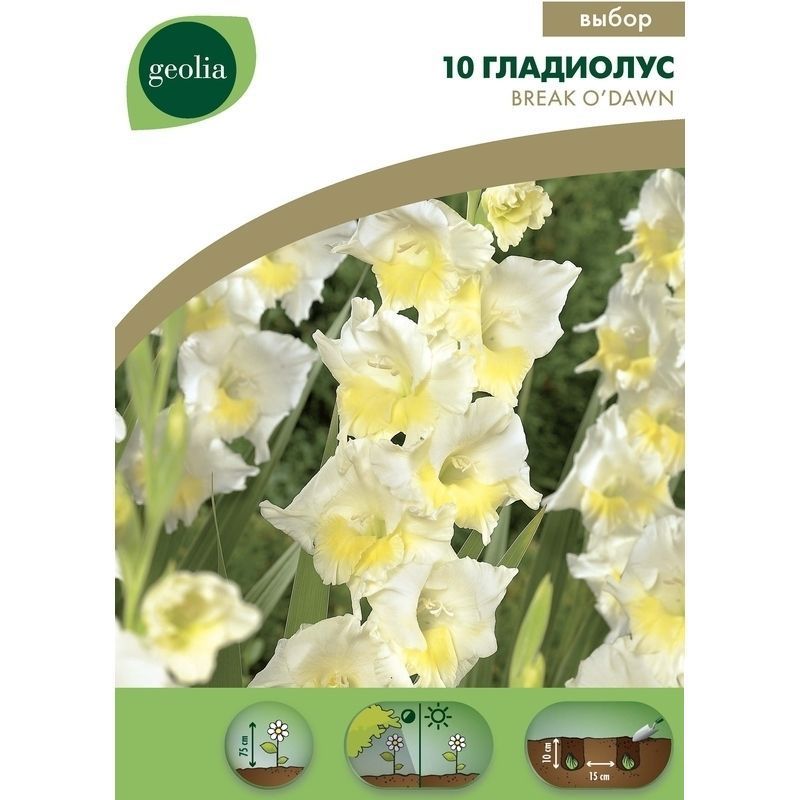 Изображение товара Гладиолус Geolia Break O'Dawn - эффектные и нежные цветы для сада и букетов Изображение товара Гладиолус Geolia Break O'Dawn - эффектные и нежные цветы для сада и букетов