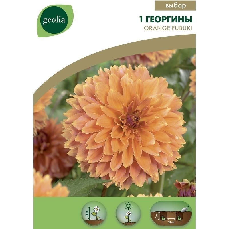 Изображение товара Георгина GEOLIA Orange Fubuli - яркая декоративная однолетняя луковица Изображение товара Георгина GEOLIA Orange Fubuli - яркая декоративная однолетняя луковица