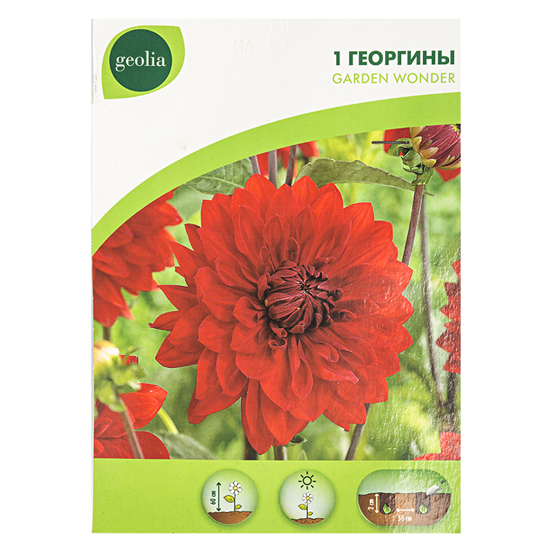 Изображение товара Георгина Geolia «Garden Wonder I»