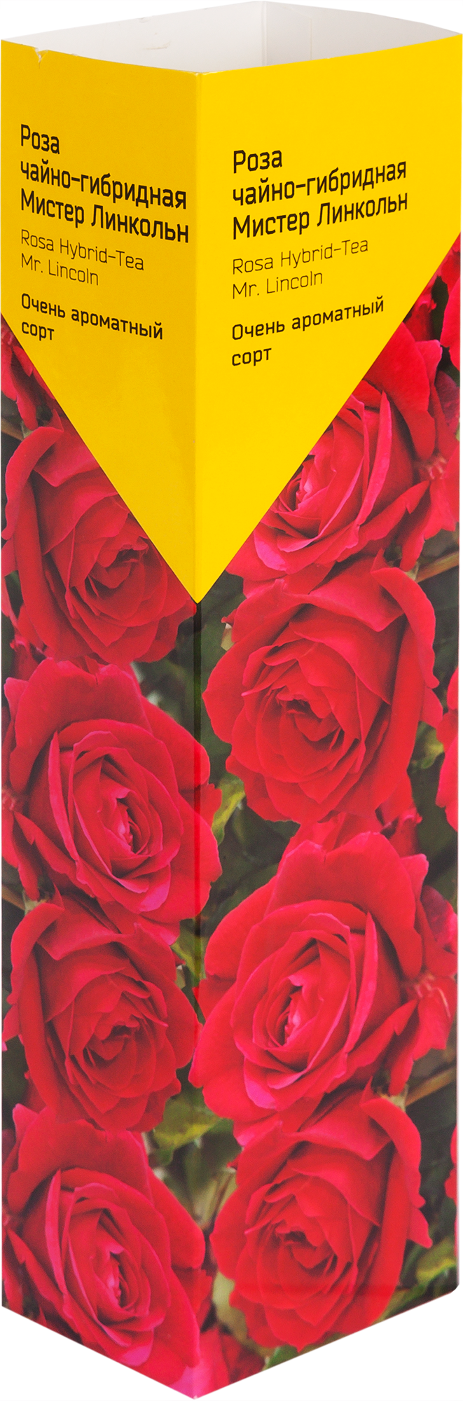Изображение товара Роза «Чайно-Гибрид» эконом, в ассортименте