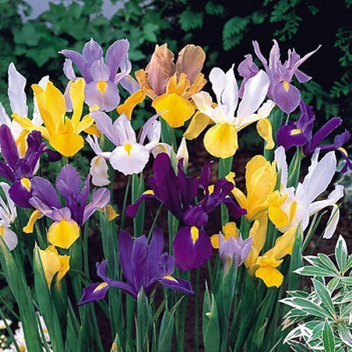 Изображение товара Ирис Geolia «Reticulata Mixed»