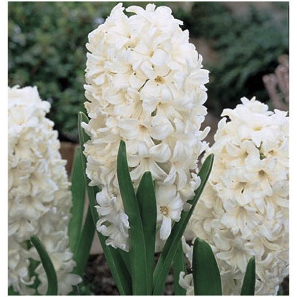 Изображение товара Гиацинт Geolia White Pearl - эффектный ароматный лук для сада и дома