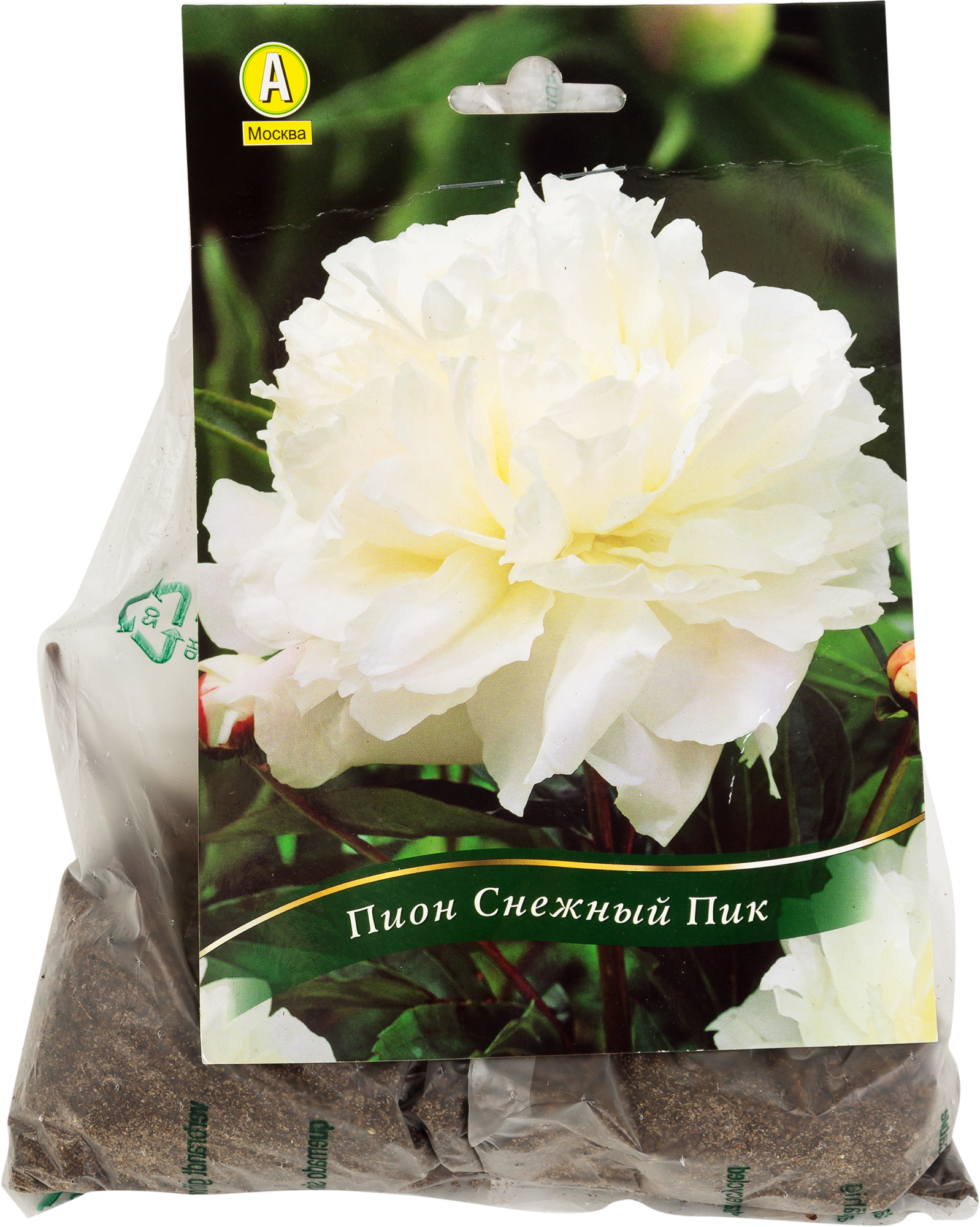 Изображение товара Рассада пионов АЭЛИТА Снежный пик (Цветущие однолетники)