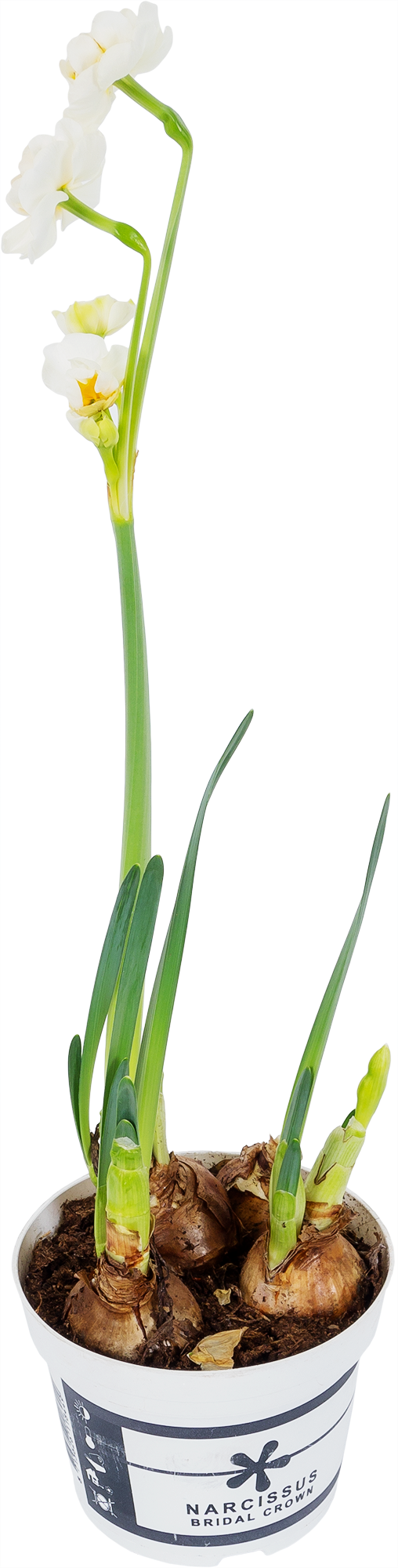 Изображение товара Рассада «Луковичный микс» 12х20 см