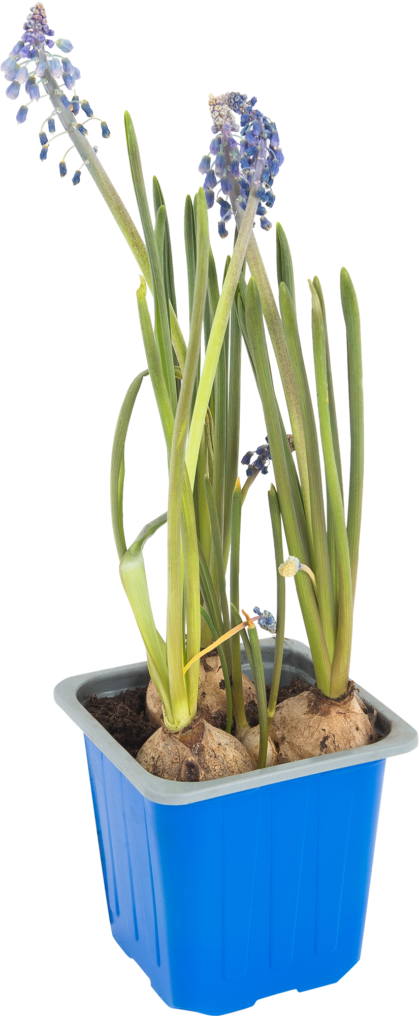 Изображение товара Рассада «Луковичный микс» 7х10 см