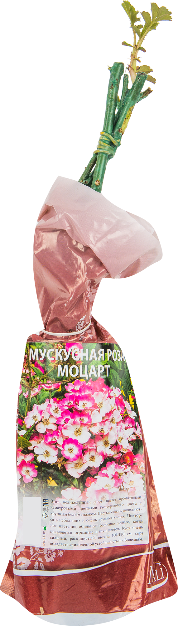 Изображение товара Роза мускусная Моцарт