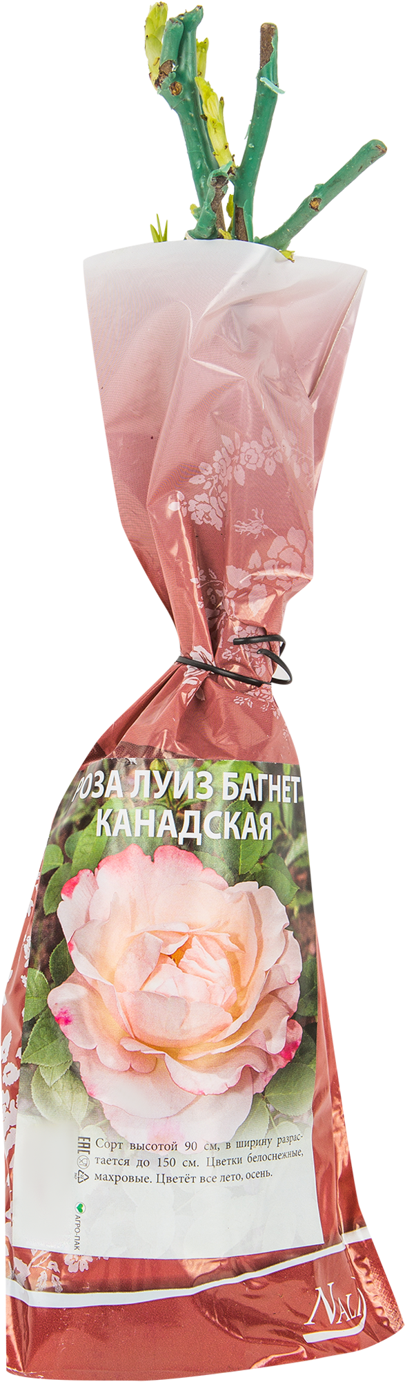 Изображение товара Роза канадская Луиз Багнет