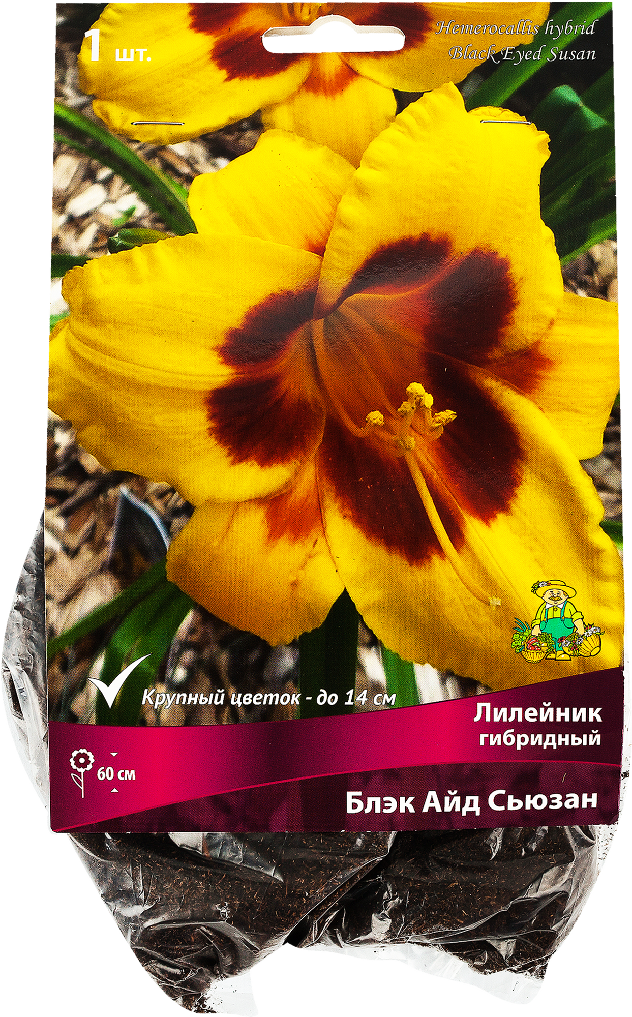 Изображение товара Лилейник гибридный «Блэк Айд Сьюзан», 1 шт. Изображение товара Лилейник гибридный «Блэк Айд Сьюзан», 1 шт.