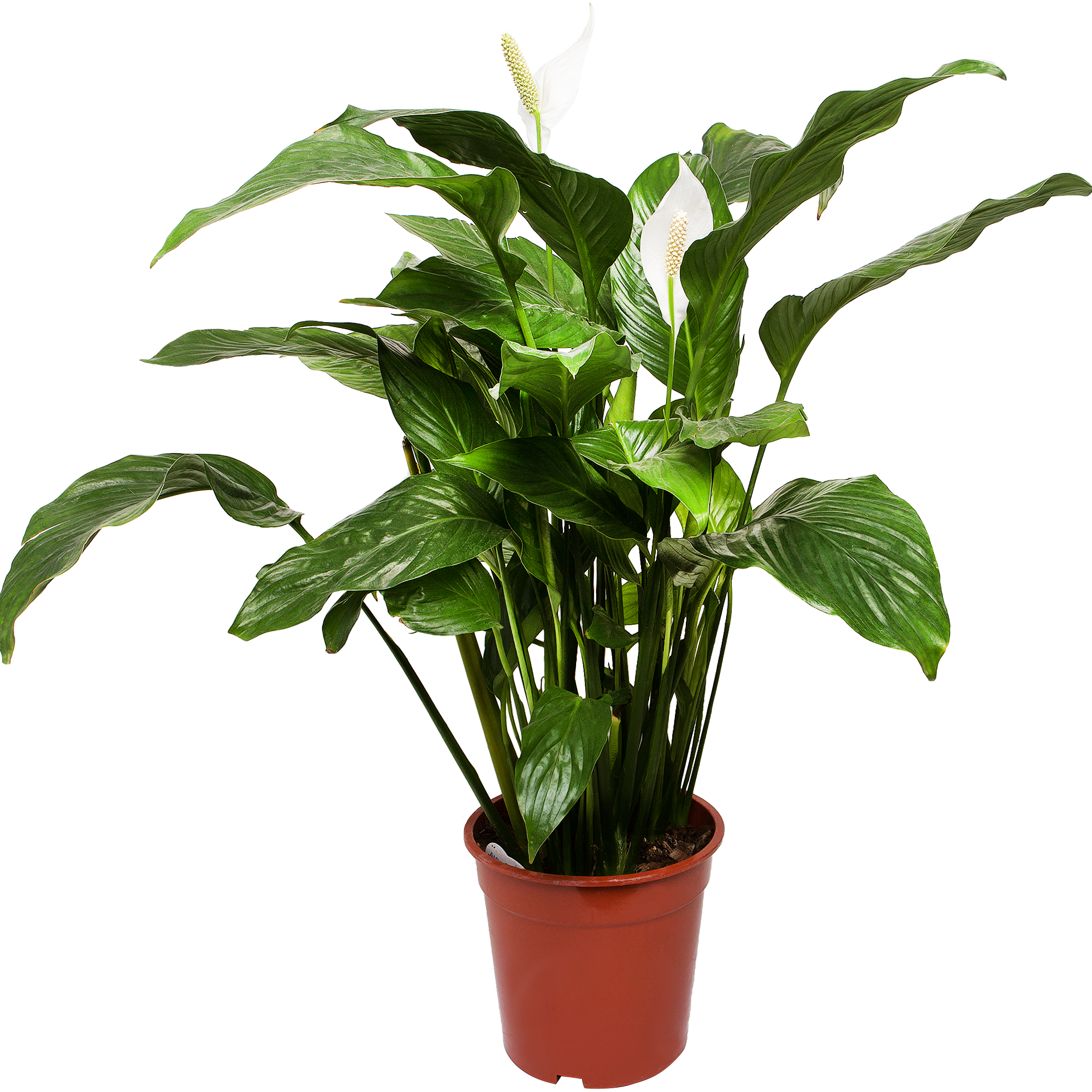 Изображение товара Спатифиллум Вивальди — крупное комнатное растение 100 см, белые цветки