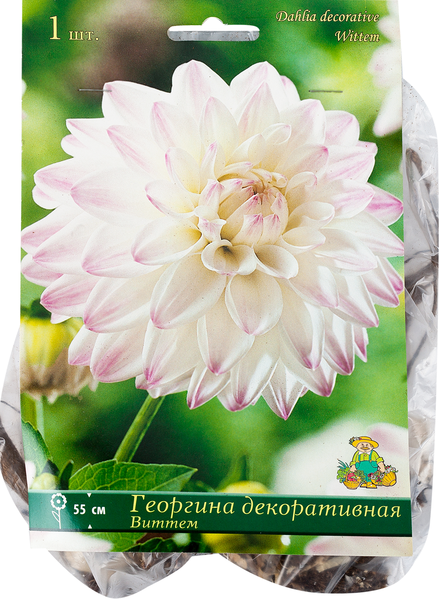 Изображение товара Декоративная георгина Виттем ПОИСК 55 см бело-розовая