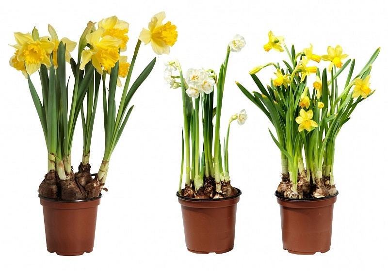 Изображение товара Нарцисс «Микс» 12х15 см