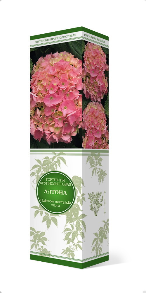 Изображение товара Гортензия крупнолистовая «Алтона»