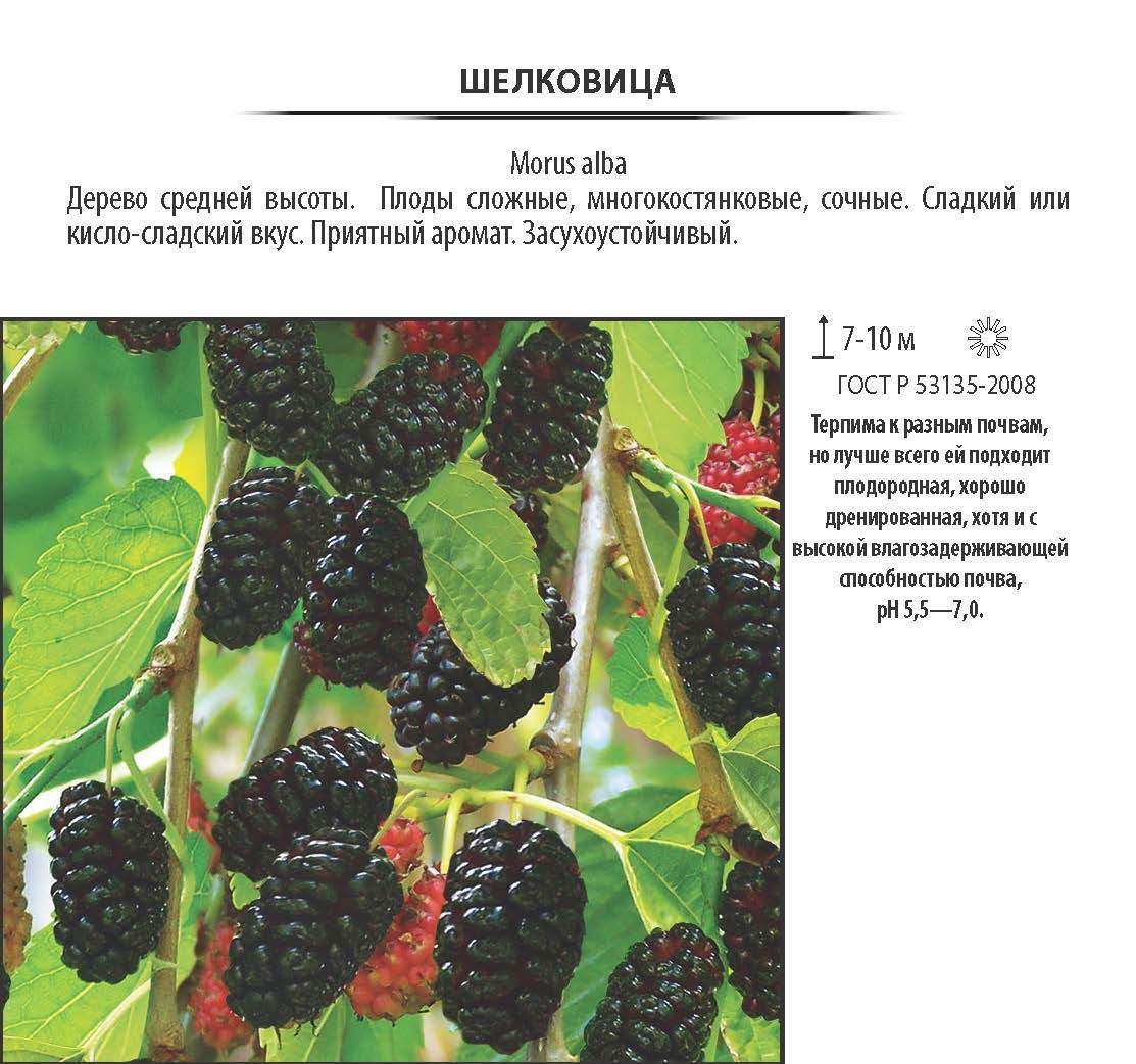 Изображение товара Шелковица черная, контейнер 5-7.5 л, штамб 80-100 см Изображение товара Шелковица черная, контейнер 5-7.5 л, штамб 80-100 см