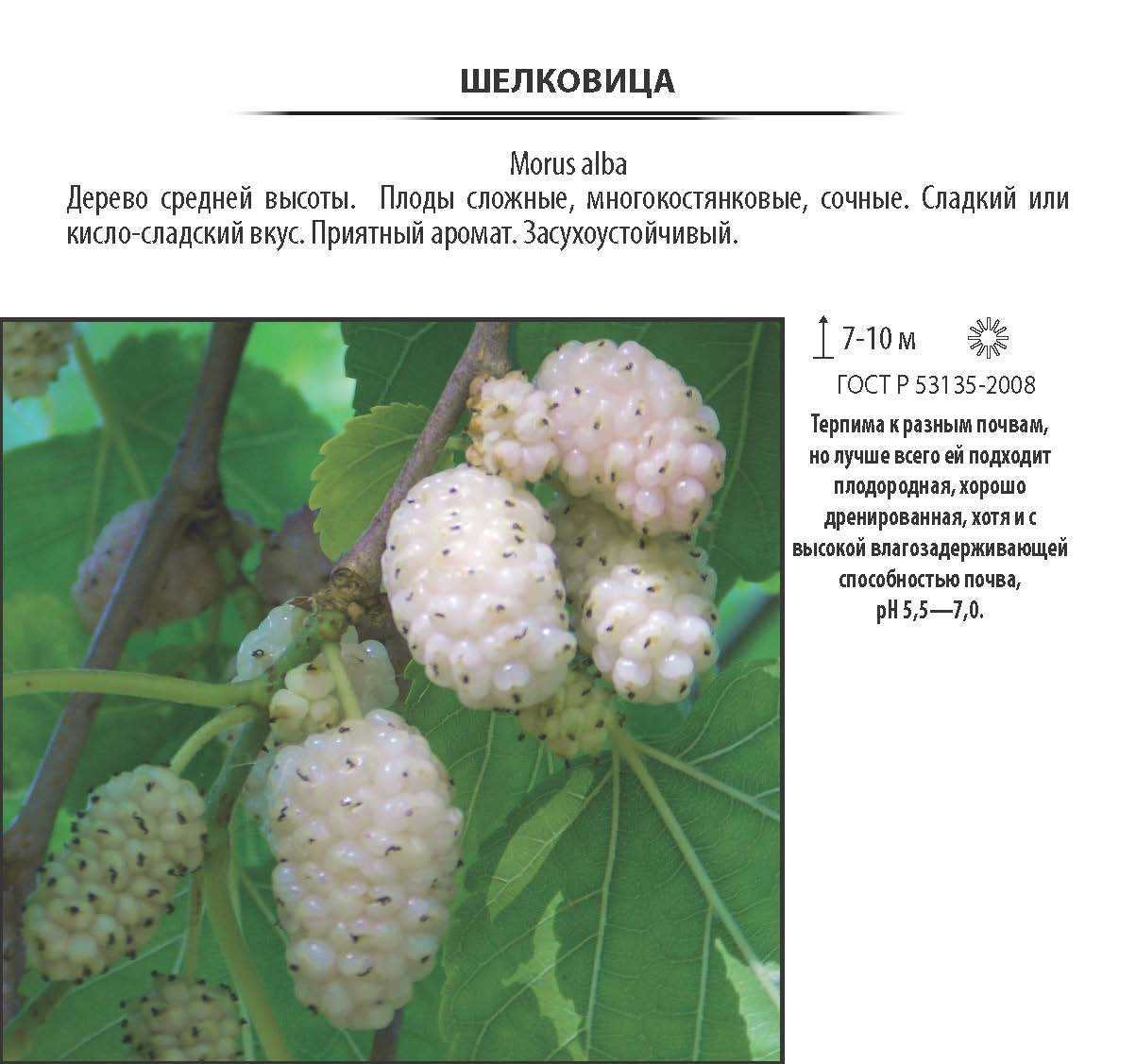 Изображение товара Шелковица белая, контейнер 5-7.5 л, штамб 80-100 см Изображение товара Шелковица белая, контейнер 5-7.5 л, штамб 80-100 см