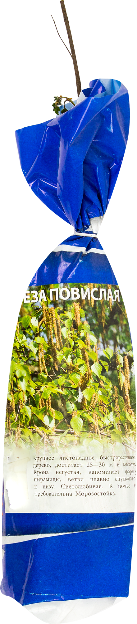 Изображение товара Берёза повислая