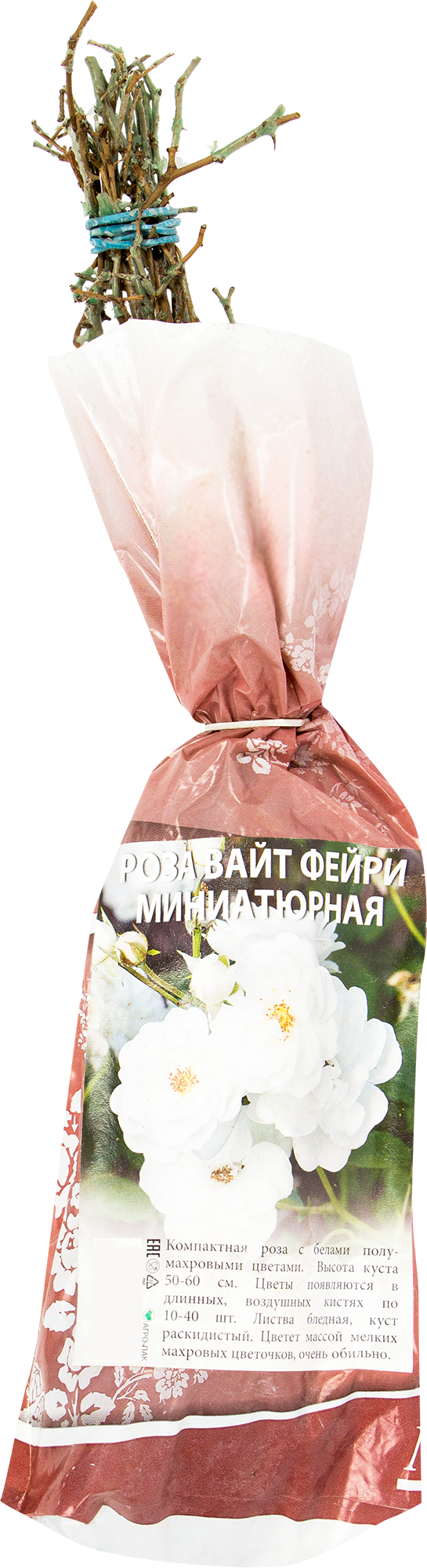 Изображение товара Миниатюрная Роза Вайт Фейри - цветущее комнатное растение