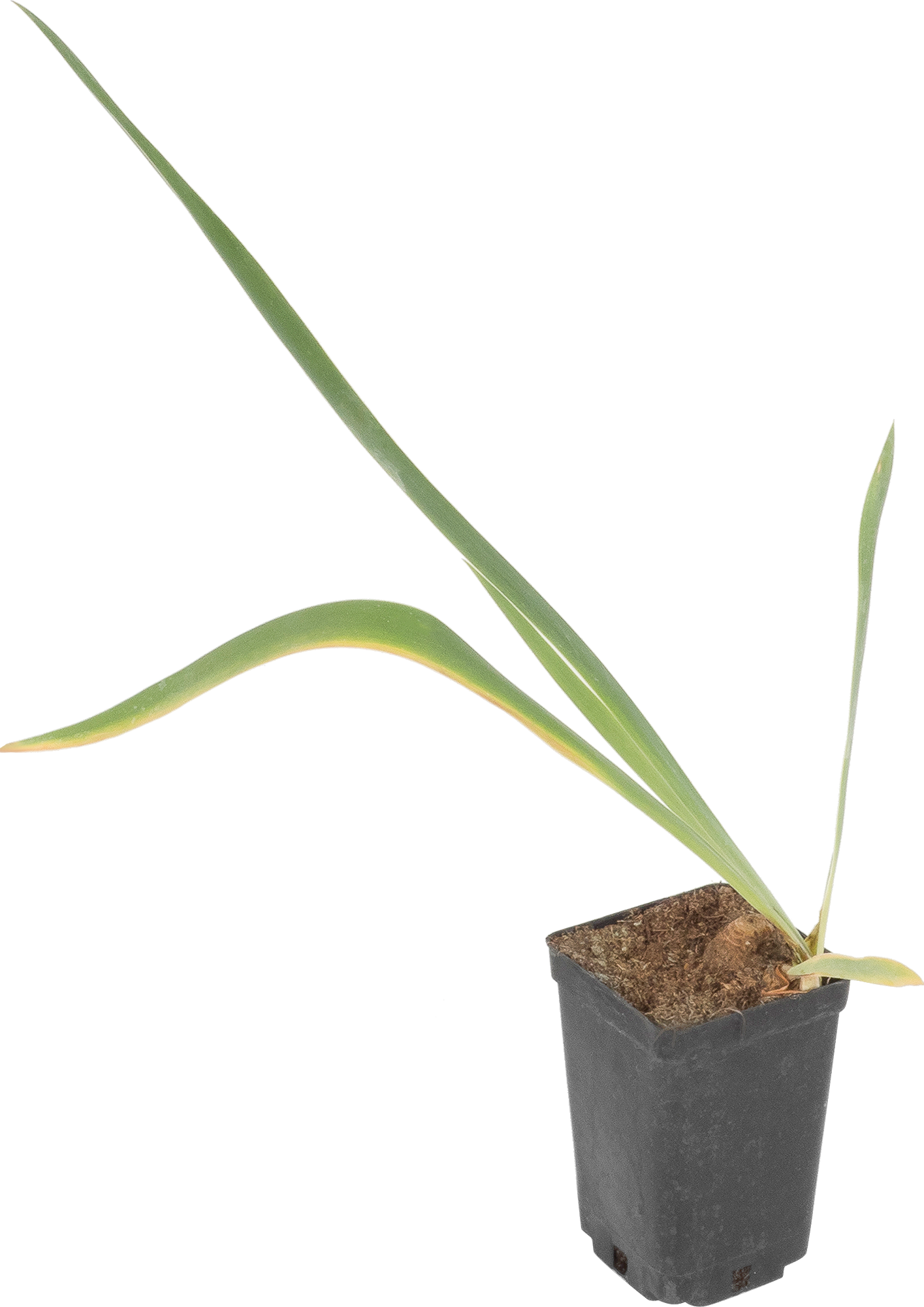 Изображение товара Ирис германский С1 «Блу»