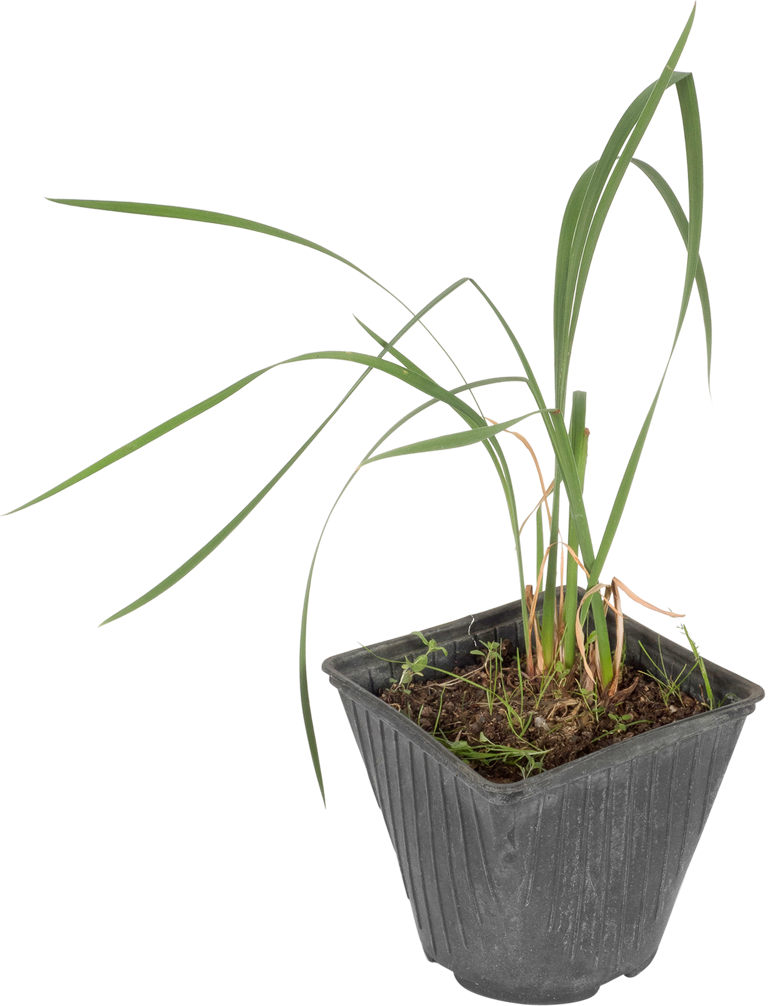 Изображение товара Ирис сибирский С1 «Пинк»