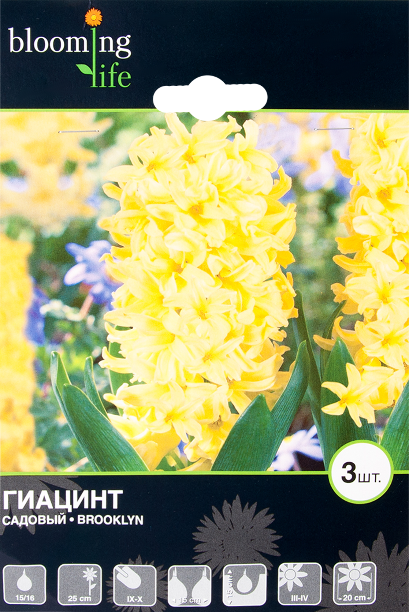 Изображение товара Гиацинт Бруклин 15/16, 3 шт.