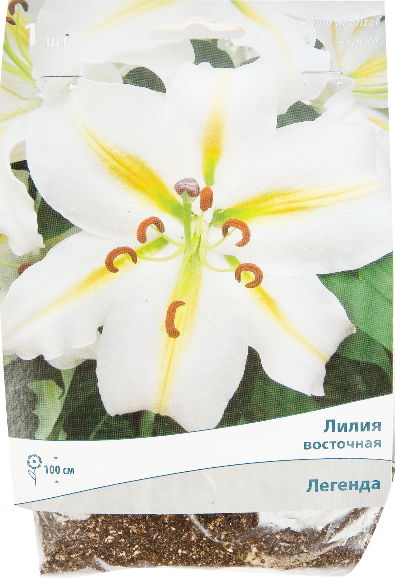 Изображение товара Лилия Восточная "Легенда" 14/16 - крупные белые душистые цветы