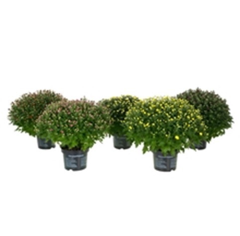 Изображение товара Цветочный горшечный сад Хризантема multiflora 19x40 см