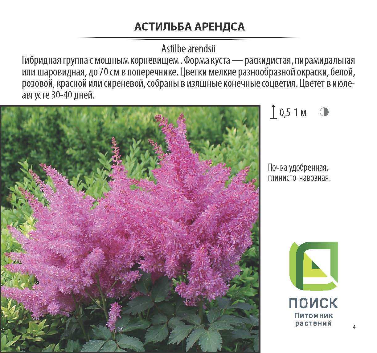 Изображение товара Астильба Арендса (V1.5л)